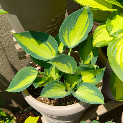 100pcs/bag Hosta Seeds: Shade-Loving Perennial Plant Seeds for Landscaping