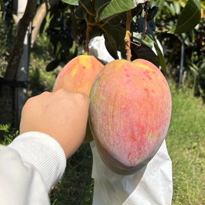 1pcs/bag Mango Seeds Dwarf Type Exotic Tropical Fruit Trees Easy Maintenance