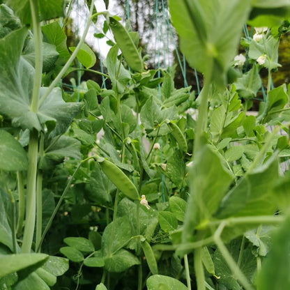10pcs/bag Pea Seeds Sugar Snap Snow Peas for Fresh Eating & Cooking