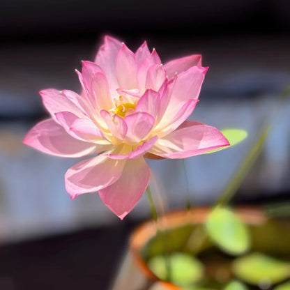5pcs/bag Lotus Seeds for Water Gardens - Pure & Vibrant Blooms