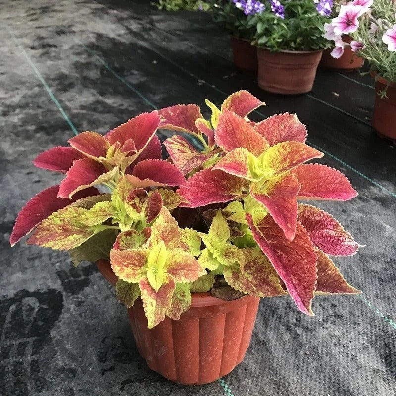 100pcs/bag Coleus Seeds Colorful Foliage Plant Seeds for Year-Round Interest