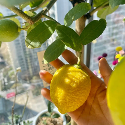 20pcs/bag Lemon Seeds for Planting Juicy Citrus Trees in Pots or Gardens