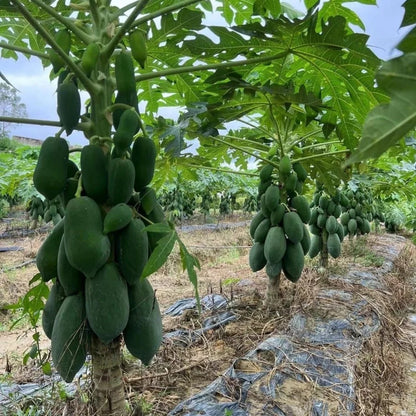 30pcs/bag Papaya Seeds Organic Style Tropical Fruit Trees Fast Growth Indoor Outdoor