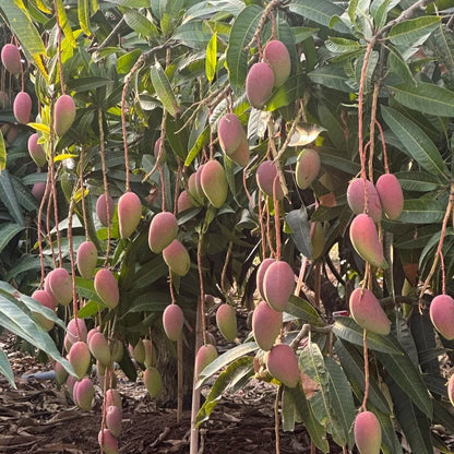 1pcs/bag Mango Seeds Dwarf Type Exotic Tropical Fruit Trees Easy Maintenance
