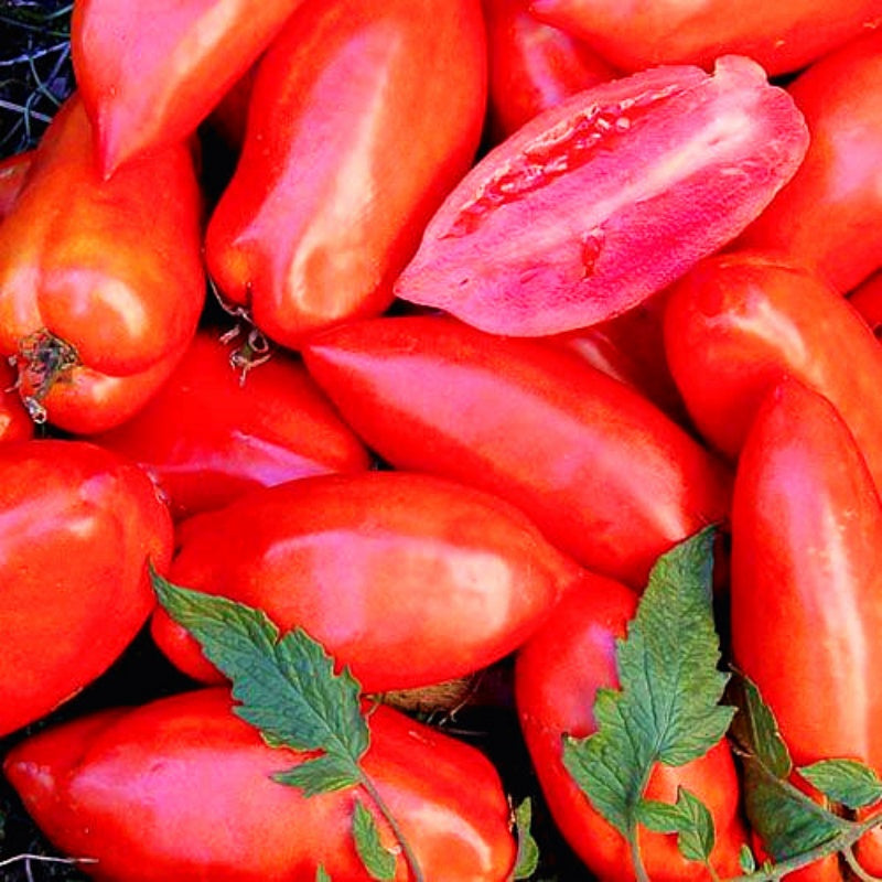 Tomato Seed Collection 200pcs/bag High-Yield Seeds for Planting