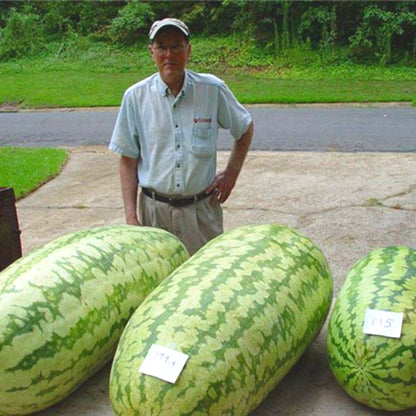 Non-GMO Giant Watermelon Seeds, Extra-Large Fruit for Melon Fields & Large-Scale Planting