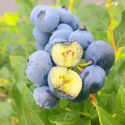 Easy-Grow Blueberry Seeds, Sweet Juicy Fruits for Beginners