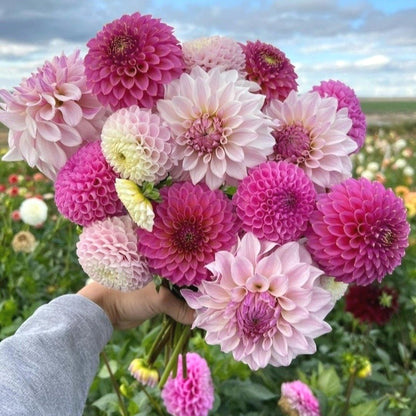 Rare Dahlia Seeds, Unique Vibrant Flower Seeds for Garden Borders