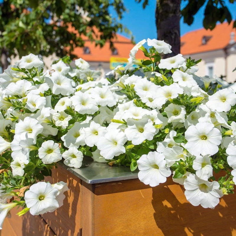 Wave Petunia Seeds, Non-GMO Trailing Flower Seeds for Hanging Baskets & Balconies (High Germination)
