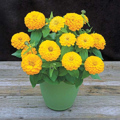 Mixed Color Zinnia Seeds, Non-GMO Fragrant Annual Seeds for Patio Pots