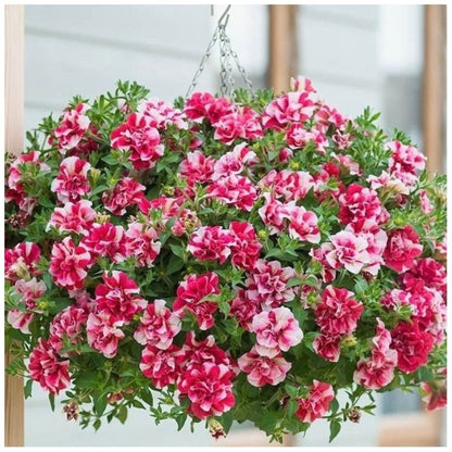 Wave Petunia Seeds, Non-GMO Trailing Flower Seeds for Hanging Baskets & Balconies (High Germination)