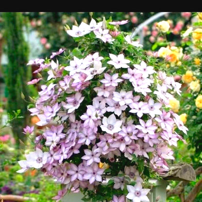 Ornamental Clematis Seeds, Hardy for Garden Landscaping