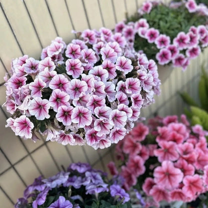 Mixed Color Petunia Seeds, Easy to Grow Flower Seeds for Hanging Baskets & Pots