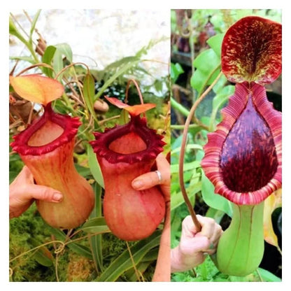 Venus Flytrap Seeds, Non-GMO Carnivorous Plant Seeds for Terrariums & Window Sills