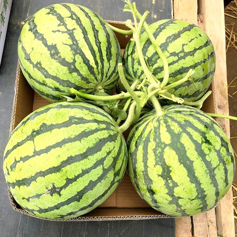 Non-GMO Watermelon Seeds, High Germination for Garden, Raised Beds, Melon Fields & Large-Scale Melon Plantations