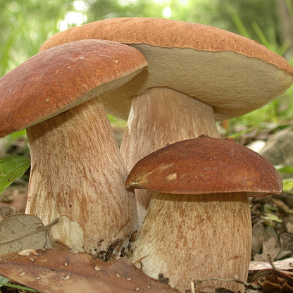 Shade-Loving Mushroom Seeds, Non-GMO Seeds for Home Garden