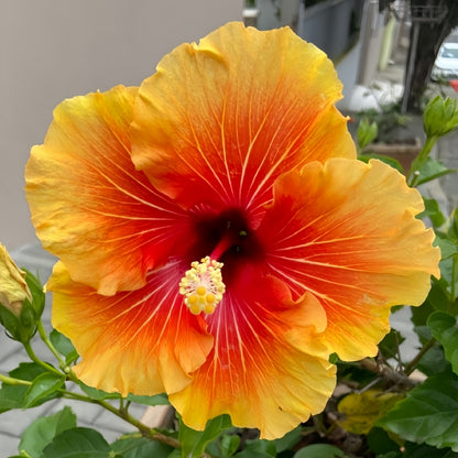 Rare Hibiscus Seeds, Unique Colorful Flower Seeds for Garden Borders