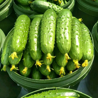 Fast-Growing Cucumber Seeds, Non-GMO Seeds for Spring-Summer Planting