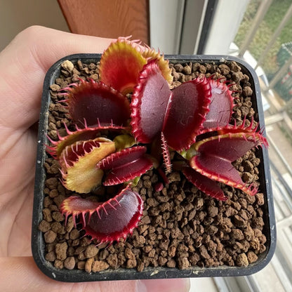 Easy-Grow Venus Flytrap Seeds, High Germination Exotic Plant Seeds for Beginners