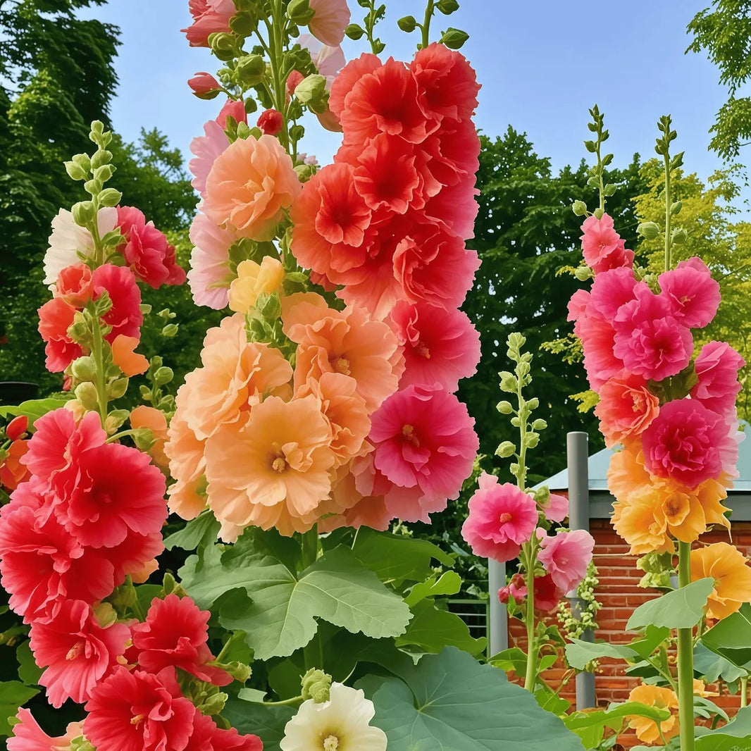 High Germination Hollyhock Seeds, Hardy Outdoor Landscape Flowers