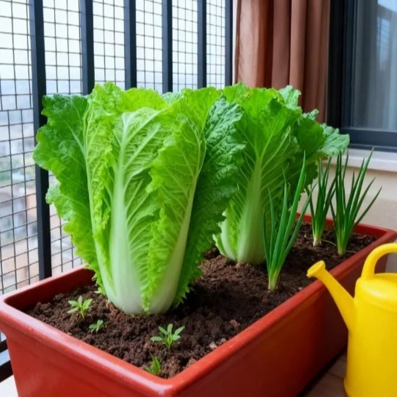 200pcs/bag cabbage Seeds - Nutrient-Rich Chinese Greens for Stir-Fry Gardens