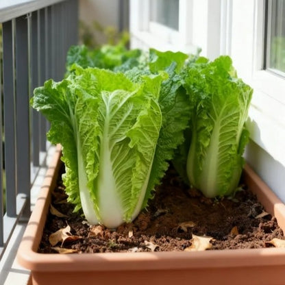 200pcs/bag cabbage Seeds - Nutrient-Rich Chinese Greens for Stir-Fry Gardens