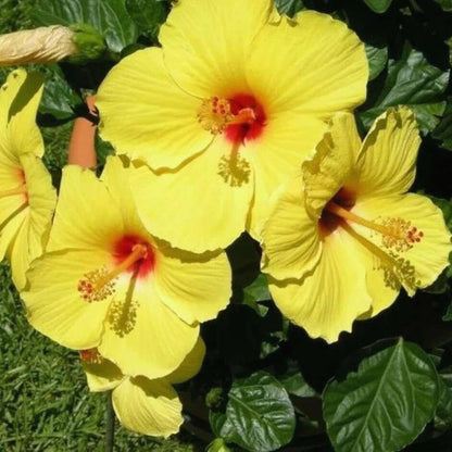 Rare Hibiscus Seeds, Unique Colorful Flower Seeds for Garden Borders