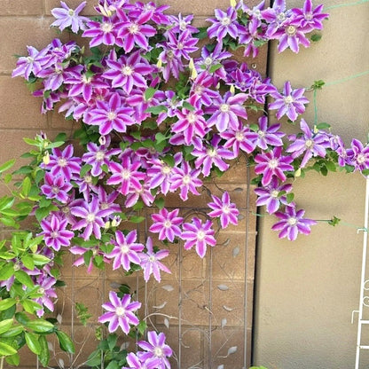 Easy-Grow Clematis Seeds, Delicate Blooms for Fence Decor
