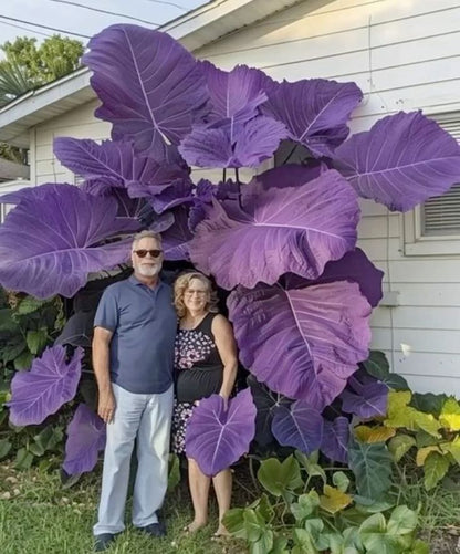 hosta seeds beautiful flower seeds home garden bonsai tree flowers