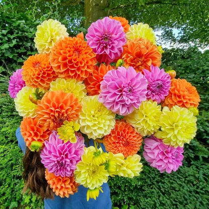 Large Bloom Dahlia Seeds, Non-GMO Cut Flower Seeds for Bouquets