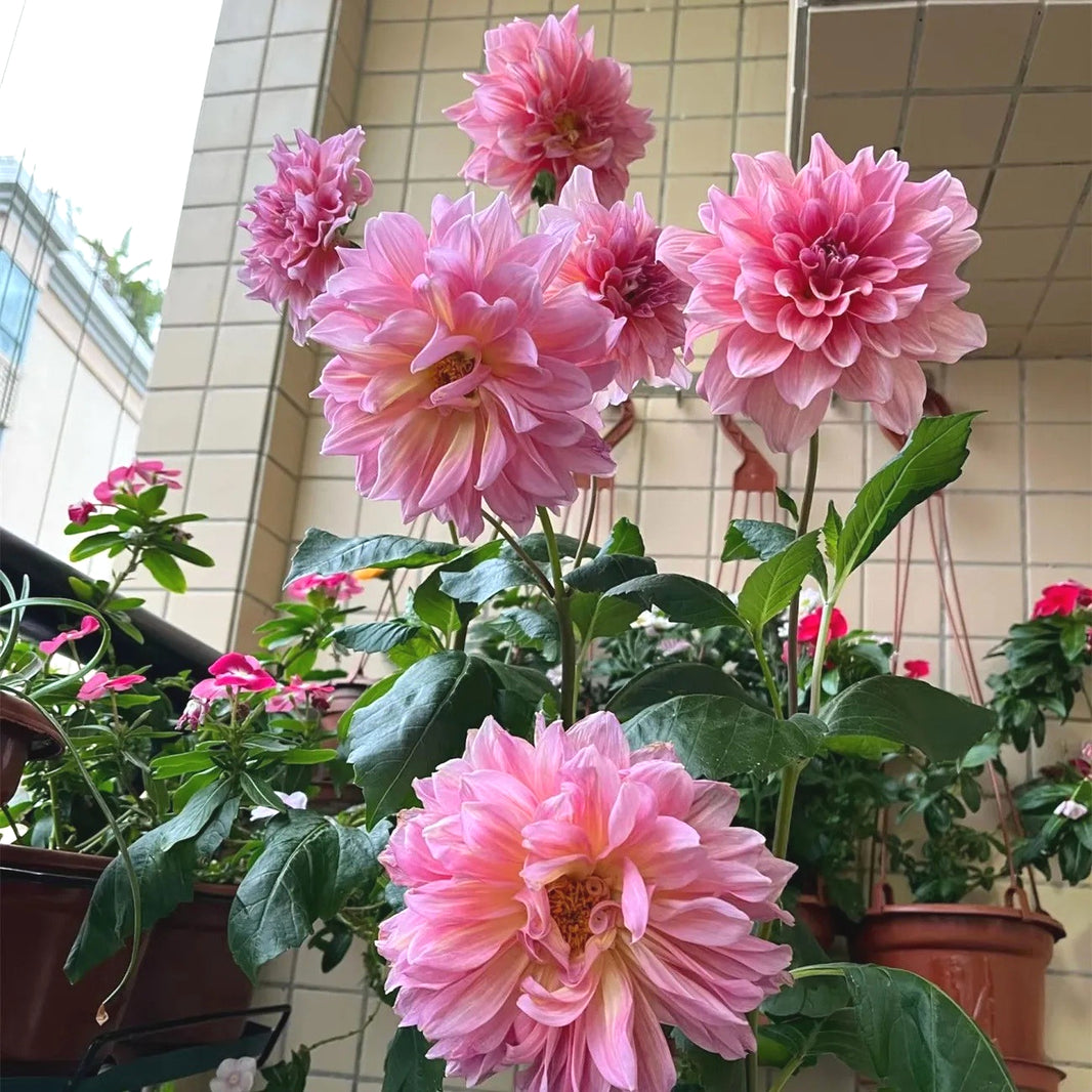 Fresh Dahlia Seeds, Non-GMO Blooms for Indoor & Outdoor Planting