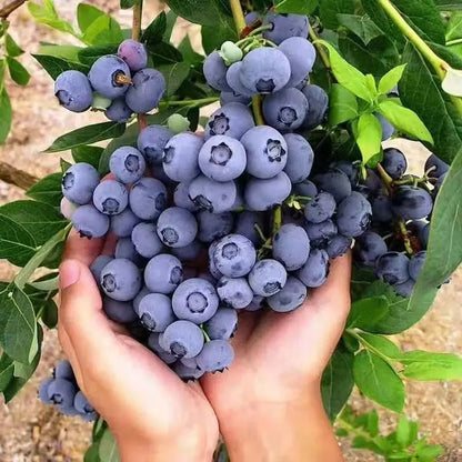 Cold-Hardy Blueberry Seeds, Non-GMO Seeds for Balcony & Garden