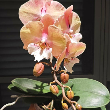 Rare Phalaenopsis Seeds, Unique Soft Color Orchid Seeds for Plant Collections