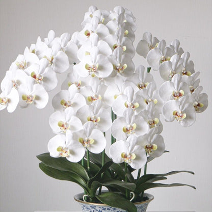 Phalaenopsis Seeds, Non-GMO Elegant Orchid Seeds for Indoor Decor