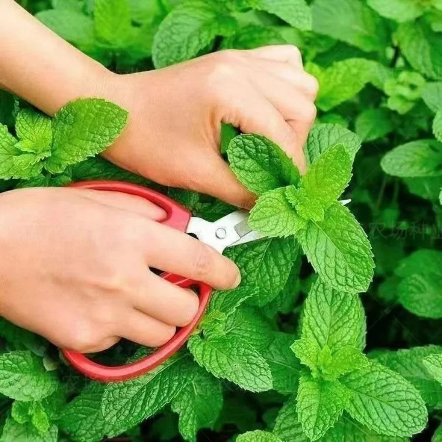 Fresh Mint Seeds, High Germination Edible Herb Seeds for Pots & Window Sills