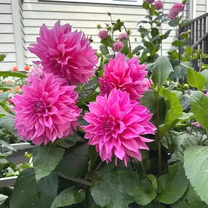 Fresh Dahlia Seeds, Non-GMO Blooms for Indoor & Outdoor Planting