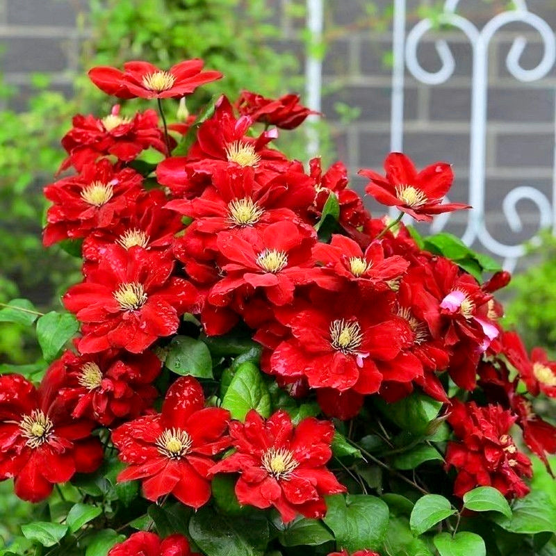 Climbing Clematis Seeds, Bright Blooms for Patio