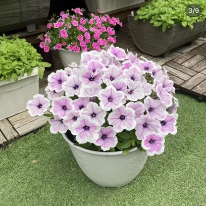 Fragrant Petunia Seeds, Non-GMO Annual Flower Seeds for Indoor & Outdoor Planting