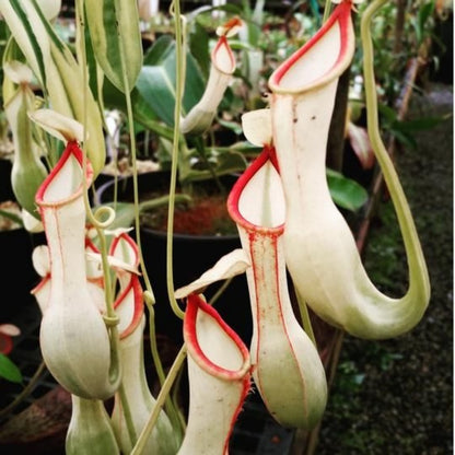Venus Flytrap Seeds, Non-GMO Carnivorous Plant Seeds for Terrariums & Window Sills