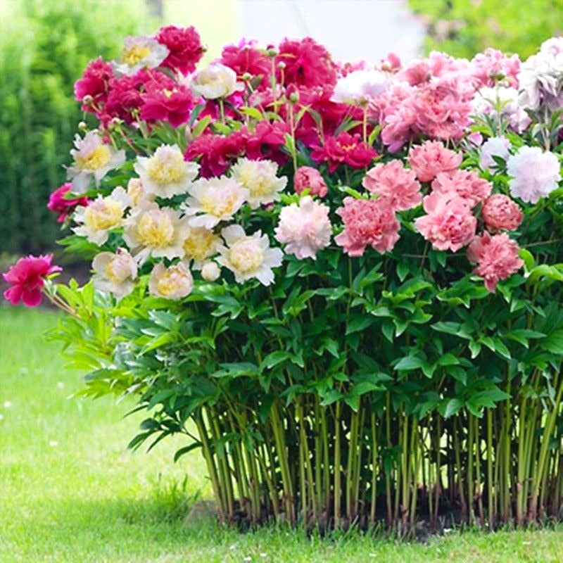 High Germination Peony Seeds, Cold Hardy Outdoor Ornamental Flowers