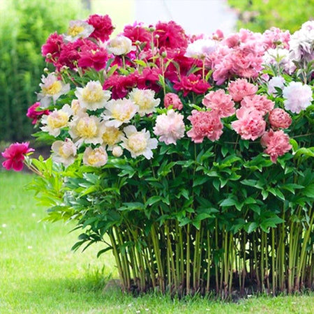 High Germination Peony Seeds, Cold Hardy Outdoor Ornamental Flowers