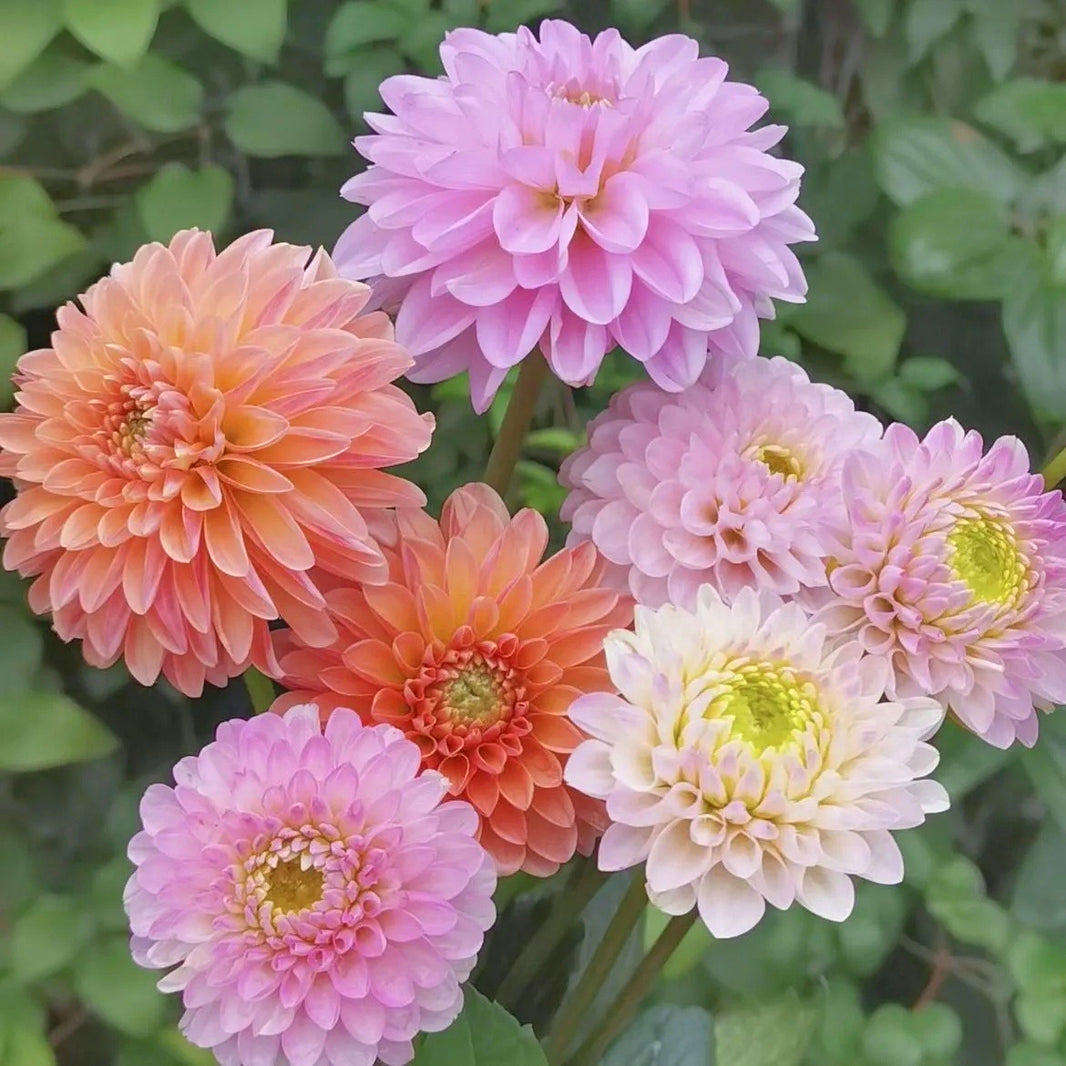 Beginner-Friendly Dahlia Seeds, High Germination Flower Seeds