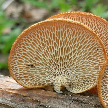 Fast-Growing Mushroom Seeds, Non-GMO Seeds for Cool Indoor And Outdoor Spaces