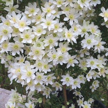 Non-GMO Clematis Seeds, High Germination for Garden & Trellises