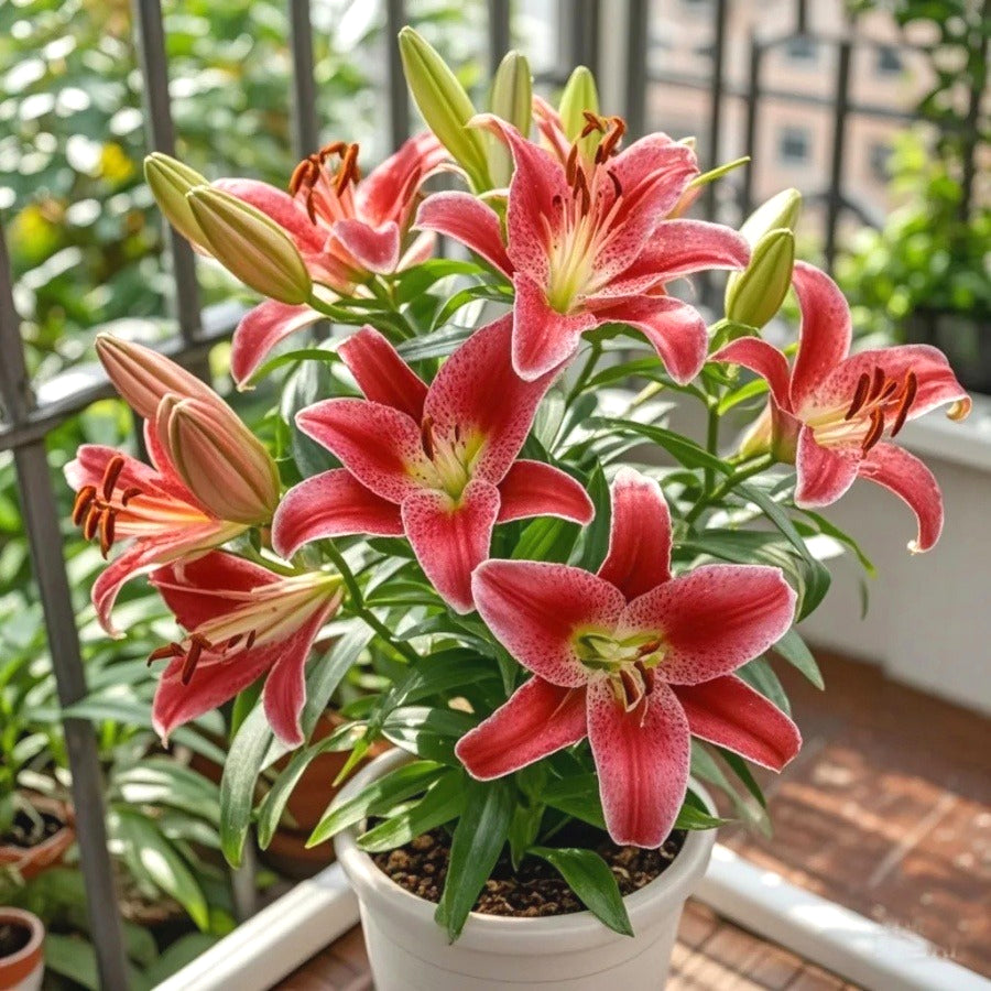 Hardy Lily Seeds, High Germination Flower Seeds for Garden Borders