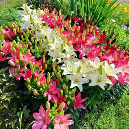 Mixed Color Lily Seeds, Non-GMO Fragrant Perennial Seeds for Patio Pots