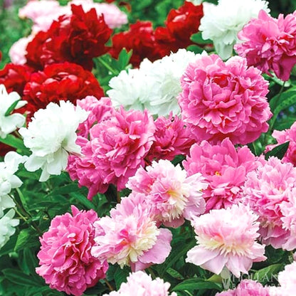 Easy Grow Peony Seeds, Large Gorgeous Blooms for Beginner Gardeners