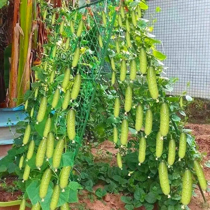 High Germination Cucumber Seeds, Edible Seeds for Outdoor Garden Planting