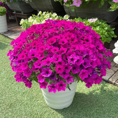 Fragrant Petunia Seeds, Non-GMO Annual Flower Seeds for Indoor & Outdoor Planting