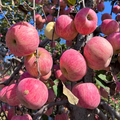 30pcs/bag Apple Seeds Heirloom Varieties Crisp Fruit Trees for Cold Climate Growing